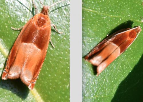 Réf. 280 104 : Ancylis mitterbacheriana